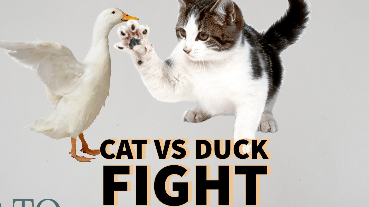 Cat and duck fight