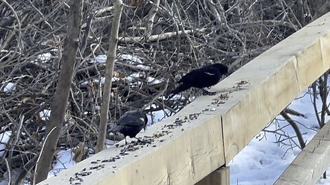 Red-tipped Black Birds James Gardens