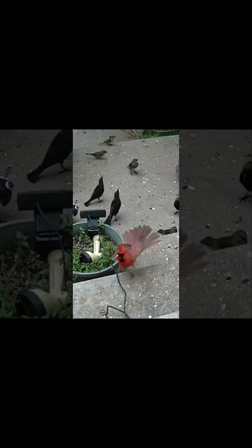 The Cardinal Shows Off His Sunflower Seed #Shorts 🌻