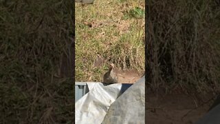 Lone Baby Guinea Fowl Sitting on a Fence