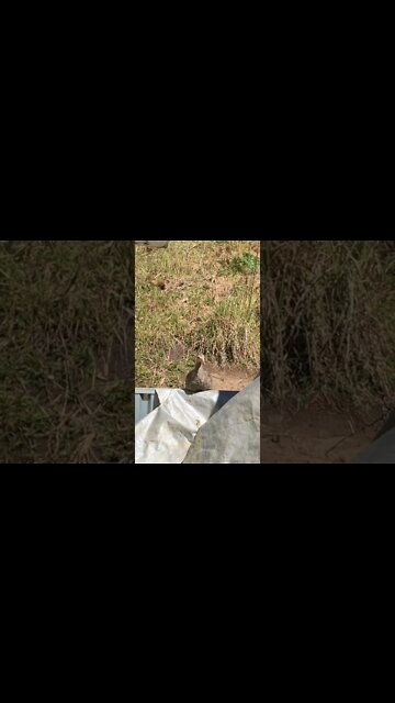 Lone Baby Guinea Fowl Sitting on a Fence
