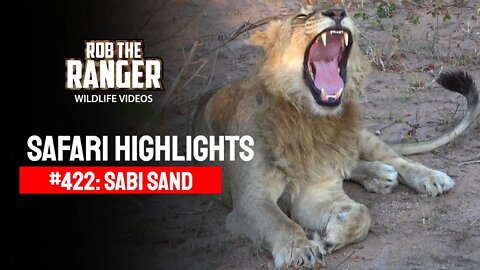 Safari Highlights #422: 29 July - 01 August 2016 | Sabi Sand Wildtuin | Latest Wildlife Sightings