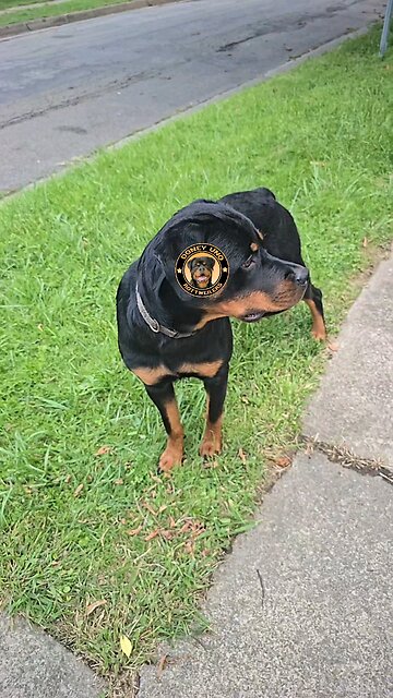 THIS IS FANCY GROWING FAST.