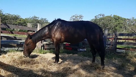 A pregnant mare putting on much needed weight after being neglected and beaten.