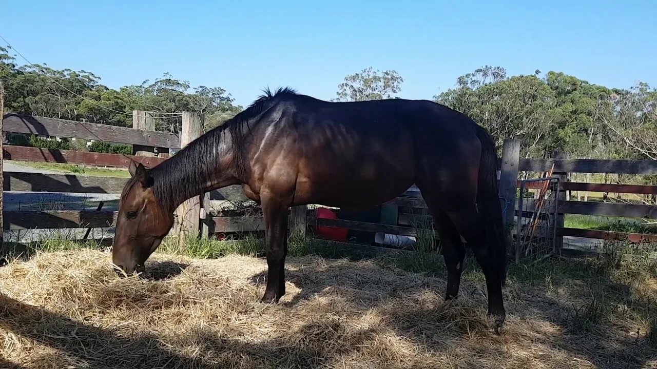 A pregnant mare putting on much needed weight after being neglected and beaten.