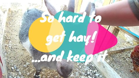 So hard to get hay and keep it!