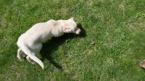 Puppy wants to play and he wants nothing to do with her