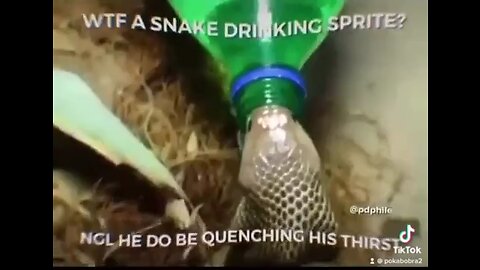 Snake Drinking Spirite