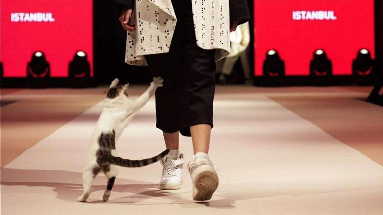 Catjob as fashion. Funny Animal Videos.
