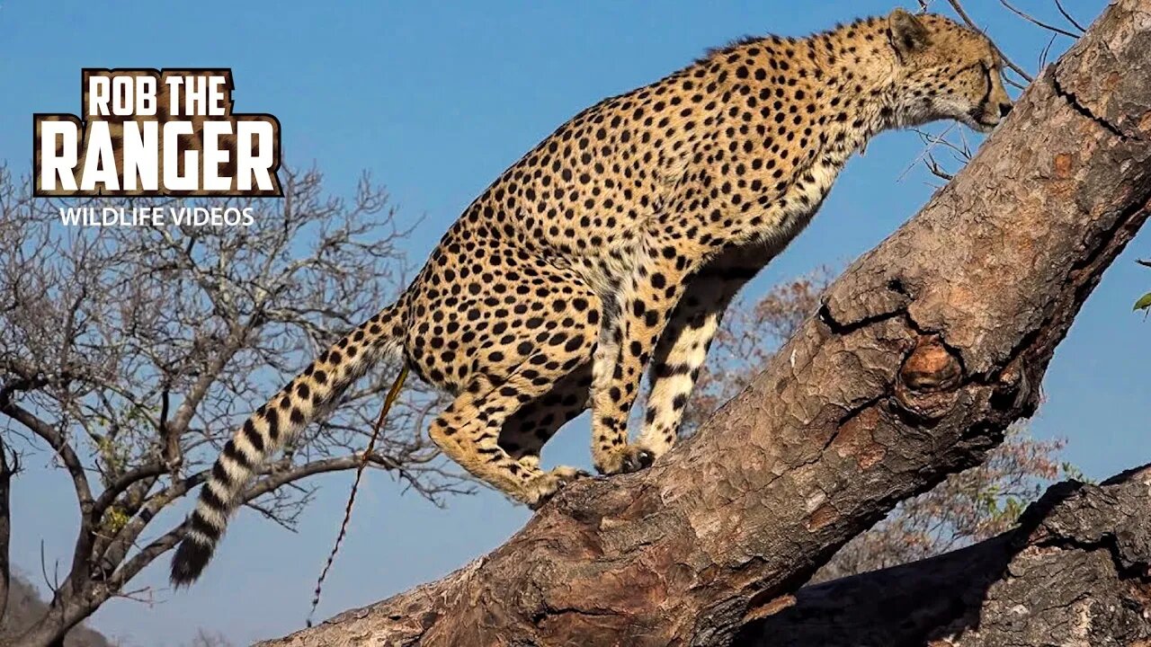 Male Cheetah Marking His Territory In A Fallen Tree