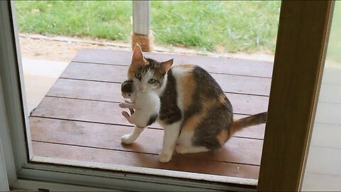 Mother Cat Calls For Help At The Door