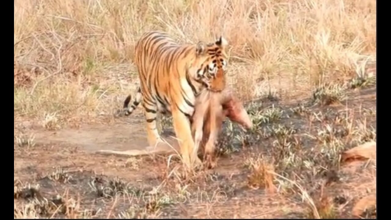 Tiger of Tadoba hunted deer