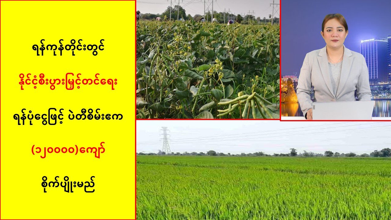 ရန်ကုန်တိုင်းမှာ ပဲတီစိမ်းဧက(၁၂ဝဝဝဝ)ကျော် စိုက်ပျိုးမယ်