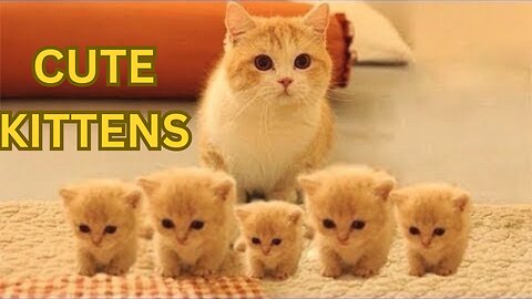 So many cute kittens videos compilation