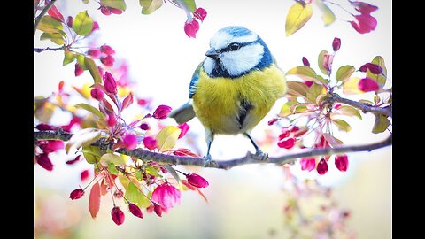 Top 10 Most Beautiful Birds in the World