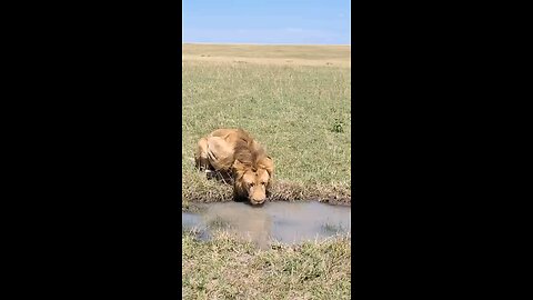 Male Lion Quenching Thirst