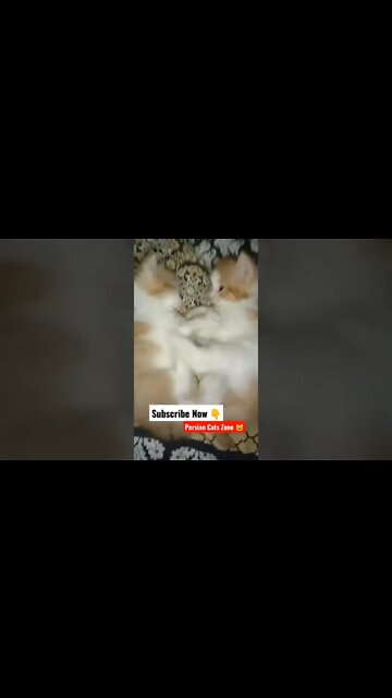 #persiancats #cutecat #cats #youtubeshorts #kittens #shorts