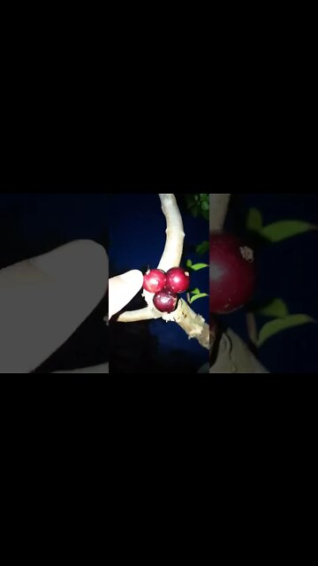 PLOFT PLUFT NHOC Sítio do Picapau Amarelo 1977 Papo de Anjo