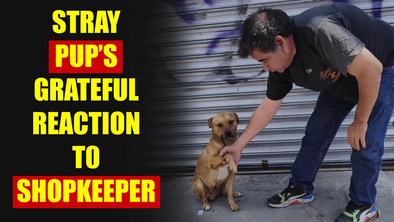 Stray Pup's Astonishing Reaction to Shopkeeper's Act of Kindness - Prepare to Be Amazed!