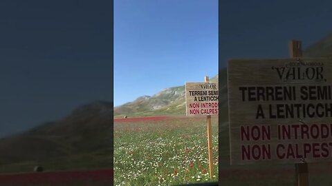 lentils field