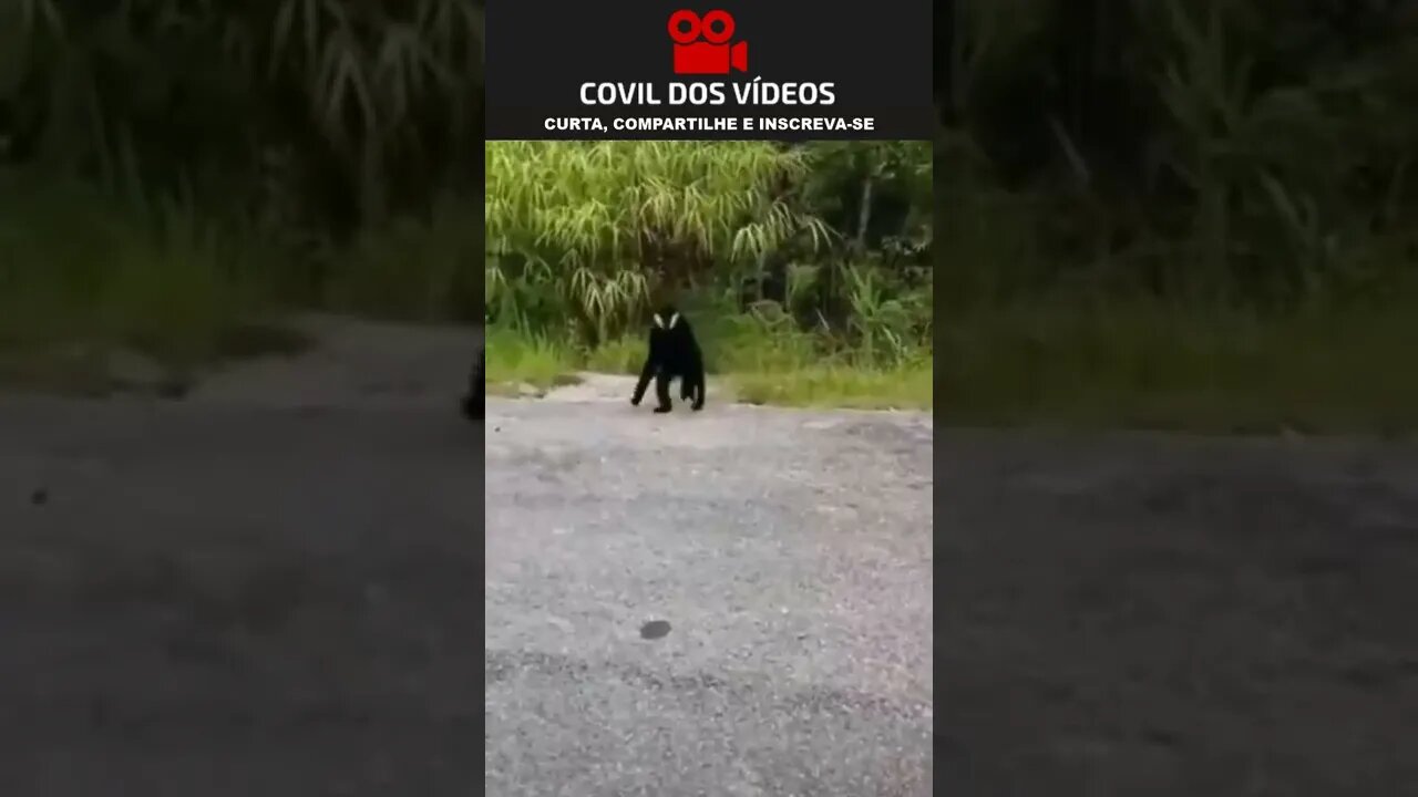 macaco ficou bravo com a câmera