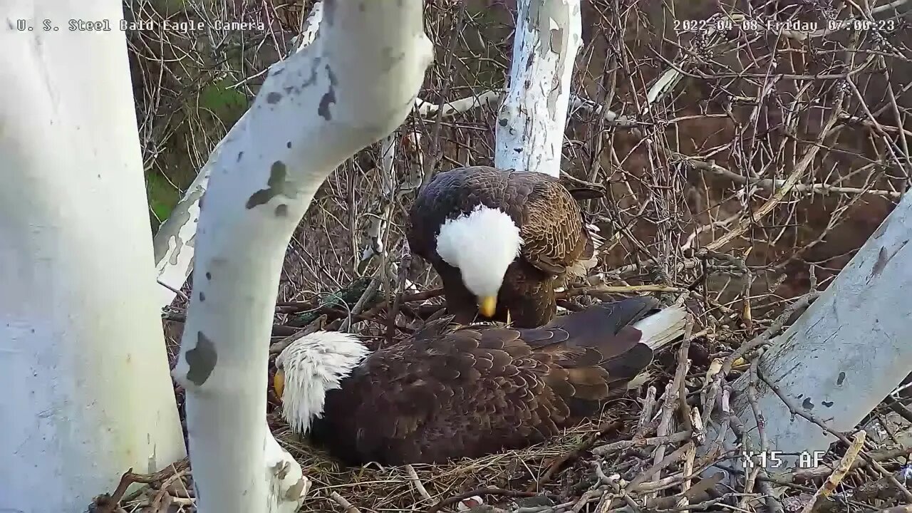 Second hatch at USS nest - welcome USS-5 4/8/2022