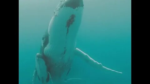 Mom and baby humpback whales