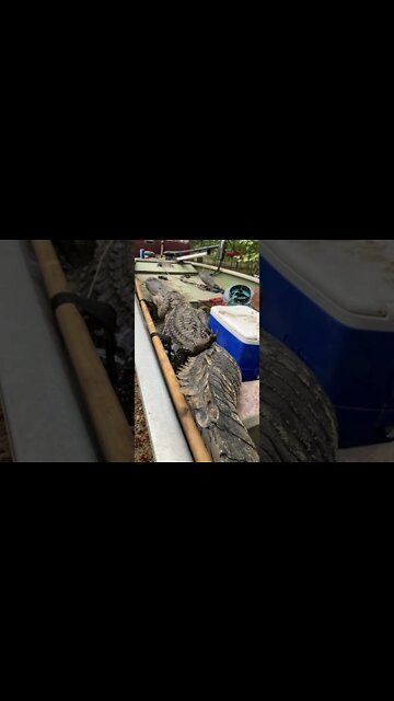 10 and a half foot gator