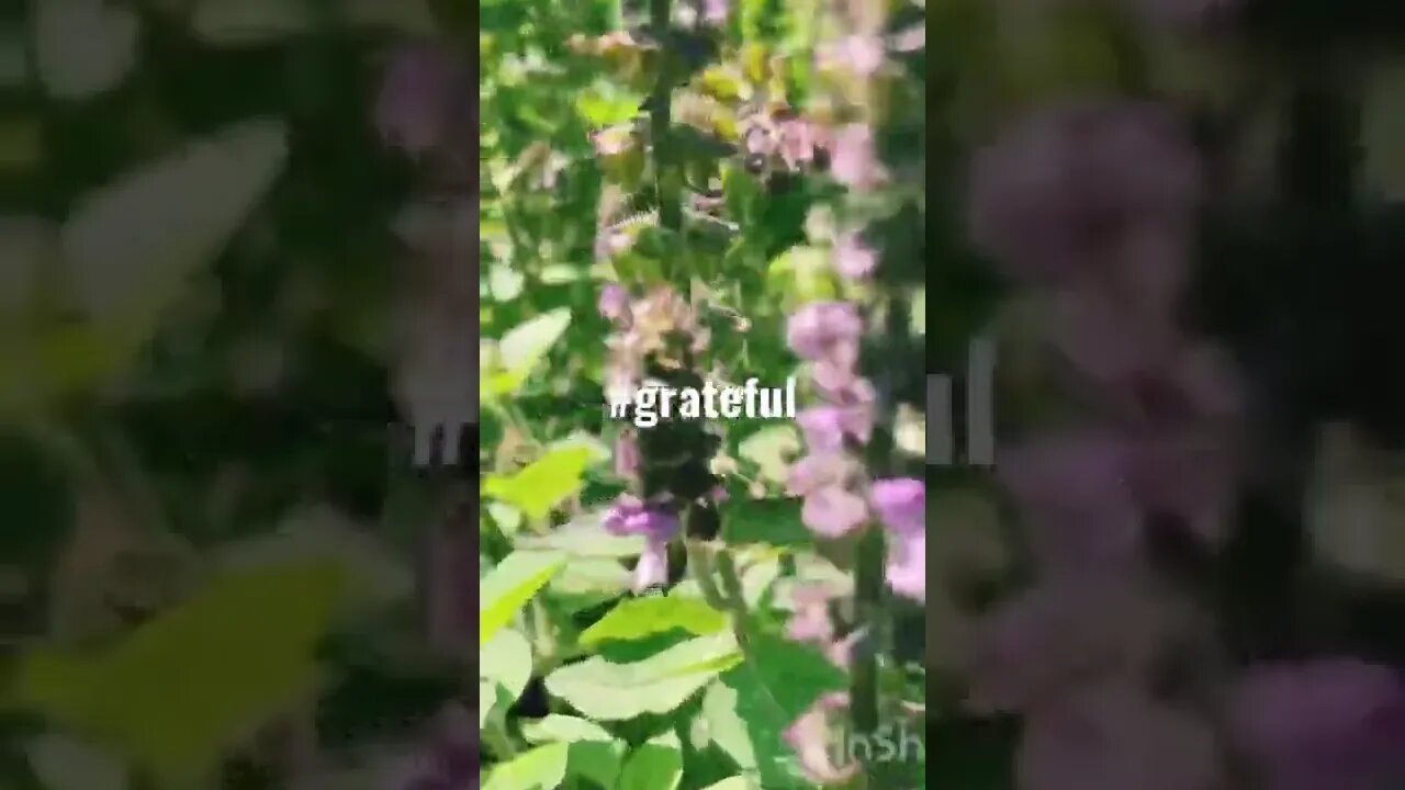 grateful for garden of thulasi #holybasil #purple #soothe