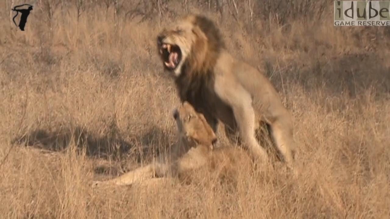 WILDlife: HD - Pairing Lions!