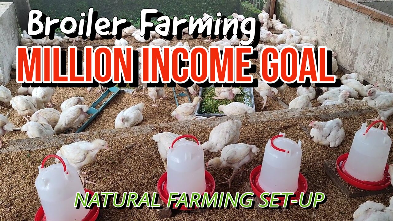 Earn 6-digits in Broiler Farming