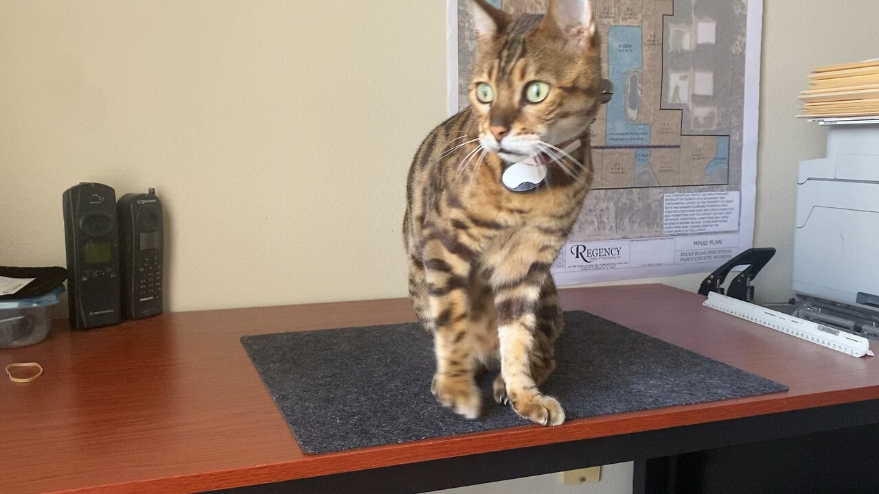 Taylor the Bengal Cat