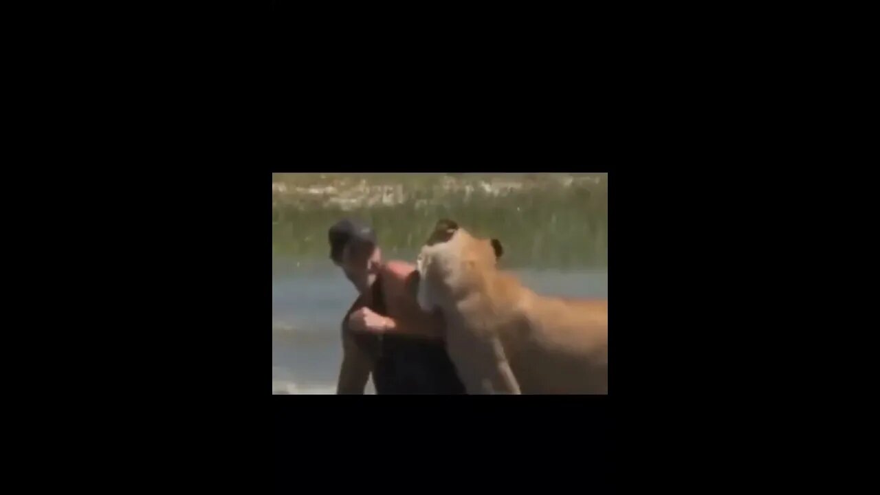 Lion bite the arm