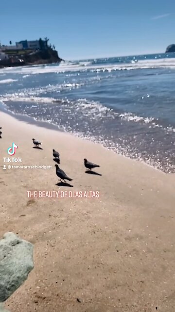 Olas Altas 🏖 Mazatlán