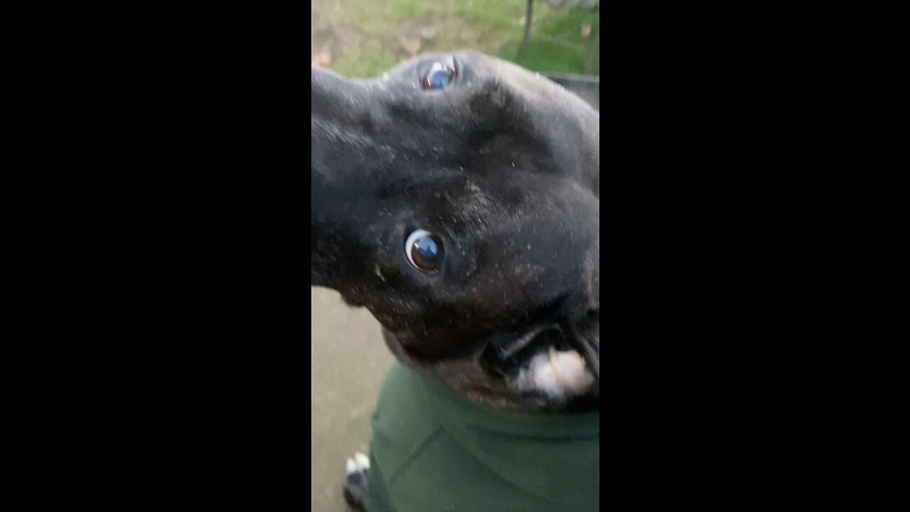 Playtime! Junior the canecorso doing what he loves