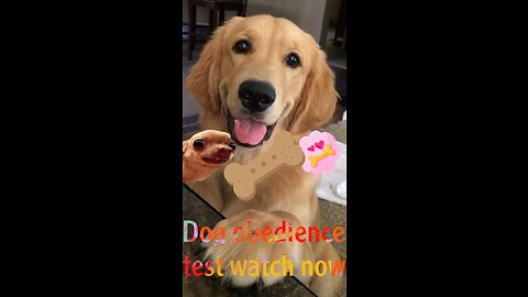 Dog obedience test watch now