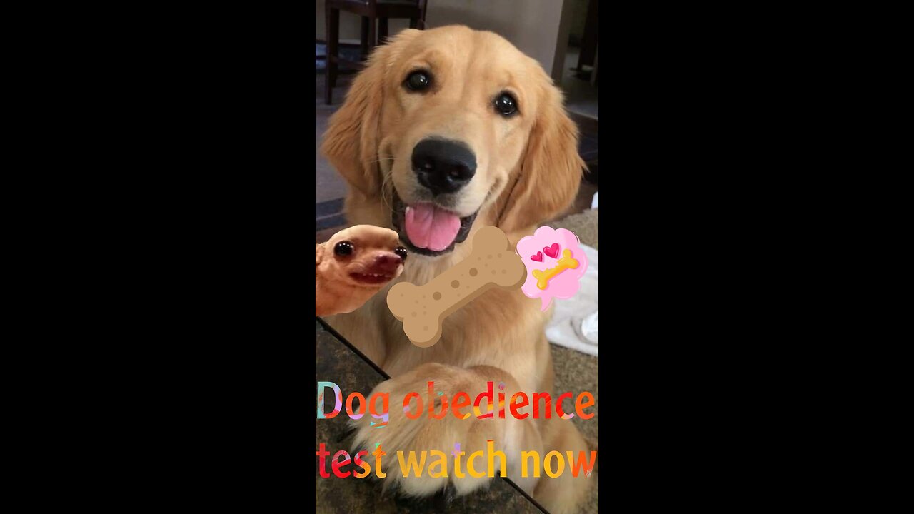 Dog obedience test watch now