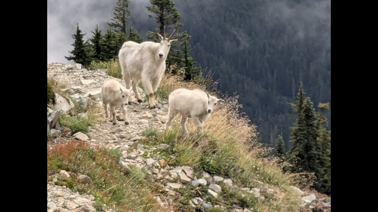 Day 86-89 Pacific Crest Trail 2024 - Snoqualmie Pass to Kendall Katwalk... and Mountain Goats!