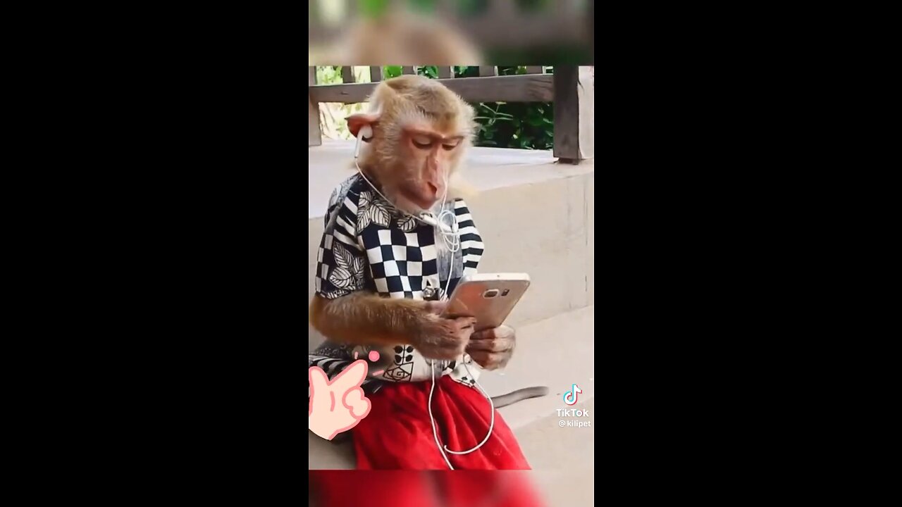 Monkey use mobile phone