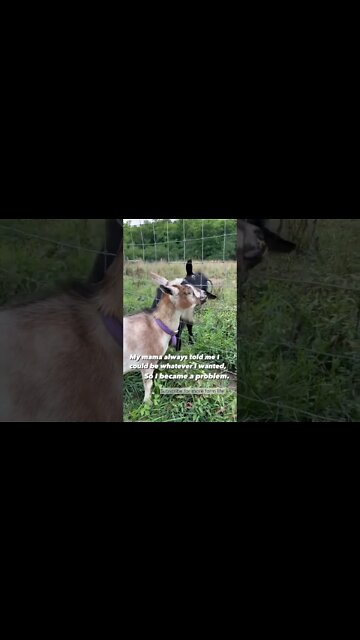 This Goat is a PROBLEM #shorts