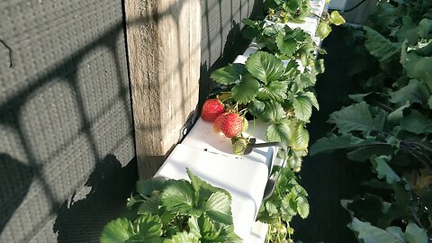 Garden Tour 02-09-2023