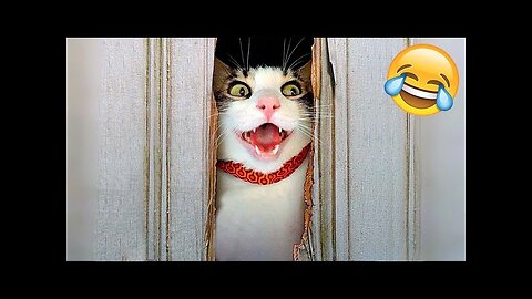 Funny Cats and Dogs Videos 🤣 - Funniest Animal Videos 2023!