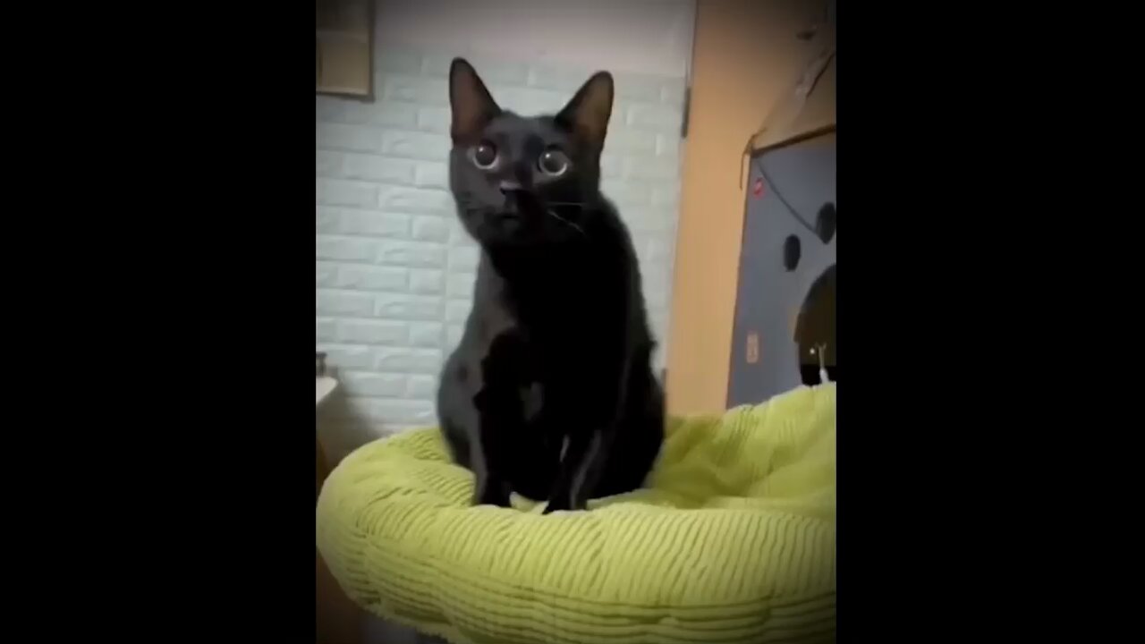 Funny cat videos