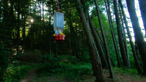 Hummingbird & Feeder