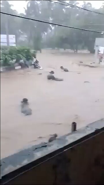 India. Buffaloes washed away amidst flooding in Junagadh city of Gujarat state.