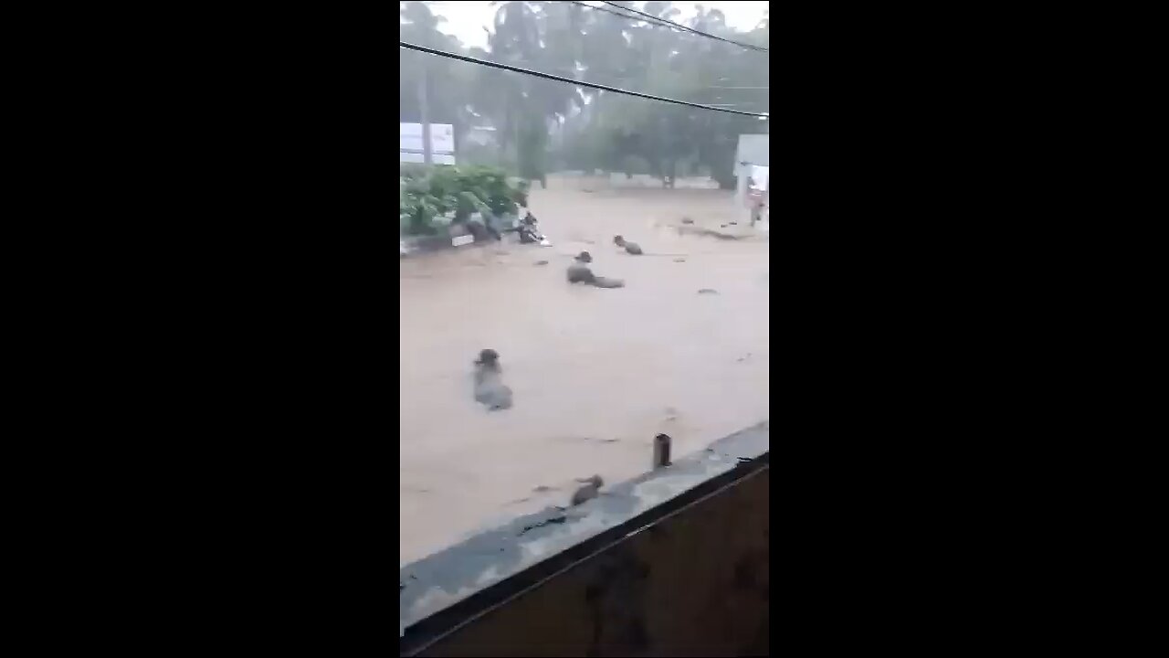 India. Buffaloes washed away amidst flooding in Junagadh city of Gujarat state.