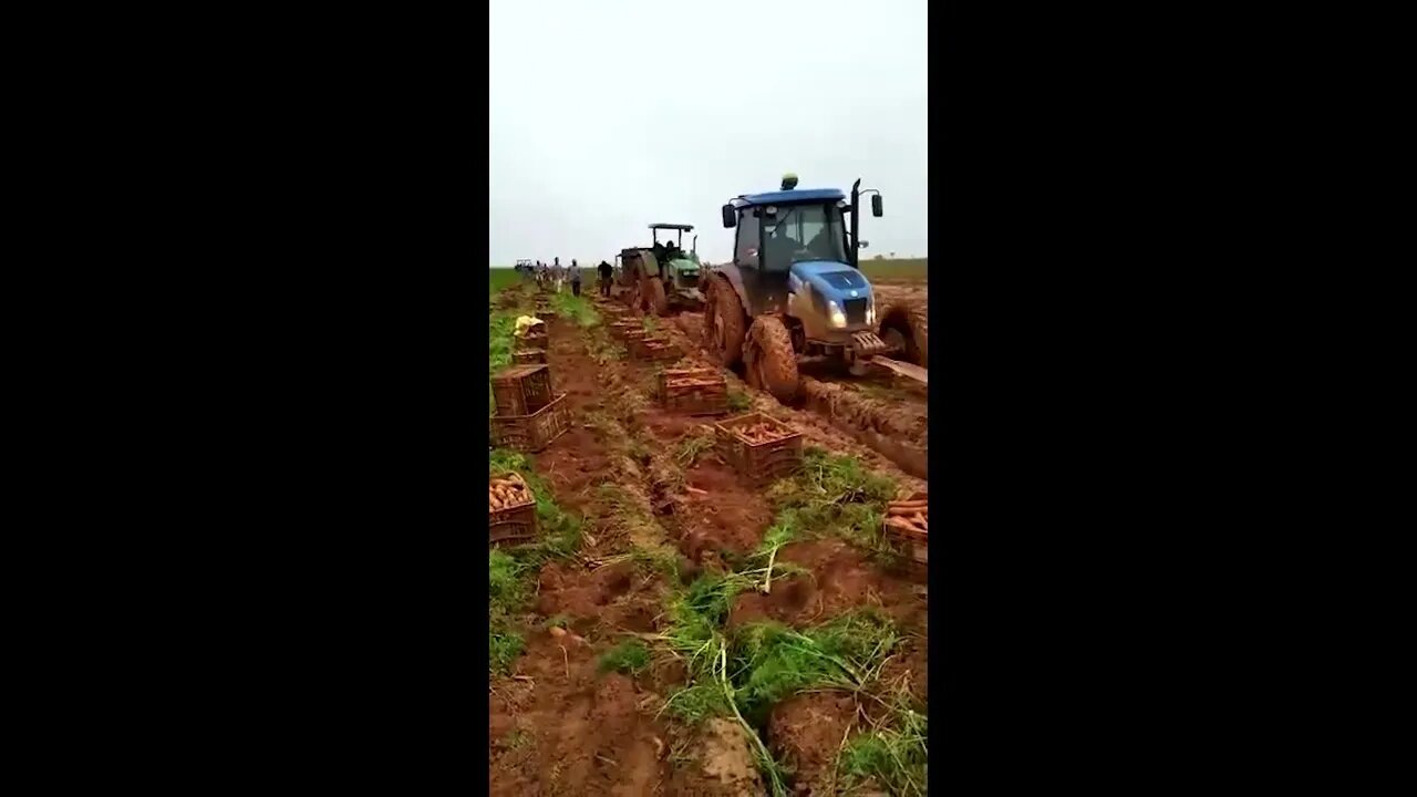 Chuva prejudica colheita de cenoura e cria atoleiros no campo