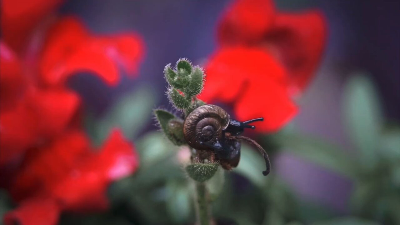 Snail Time-lapse