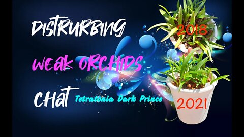 Weak orchid? DO NOT DISTURB | Why I prefer NOT to intervene with weak orchids | Clean Up | Repot 3