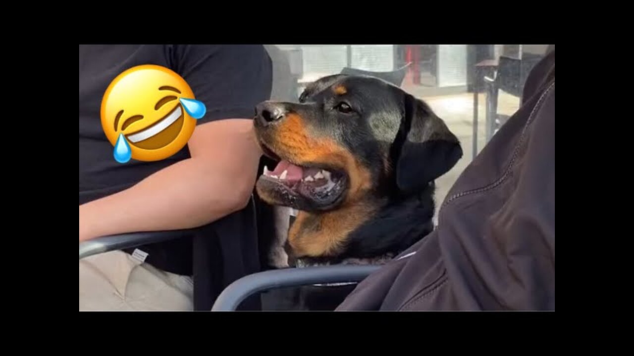 Funny Dogs 2023